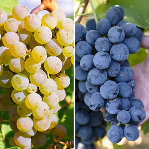 Promo Set! Grožđe Maxi set, 2 sadnice slika 1 interface.art 6165