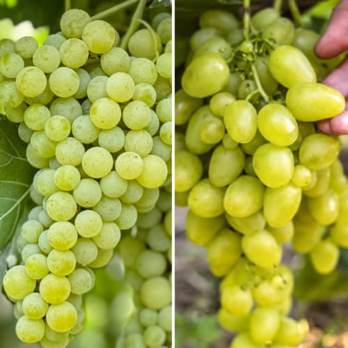 Promo Set! Grožđe Super set, 2 sadnice slika 1 interface.art 6168