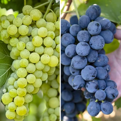 Promo Set! Komplet izuzetno izdržljive loze, 2 sadnice slika 1 interface.art 6167