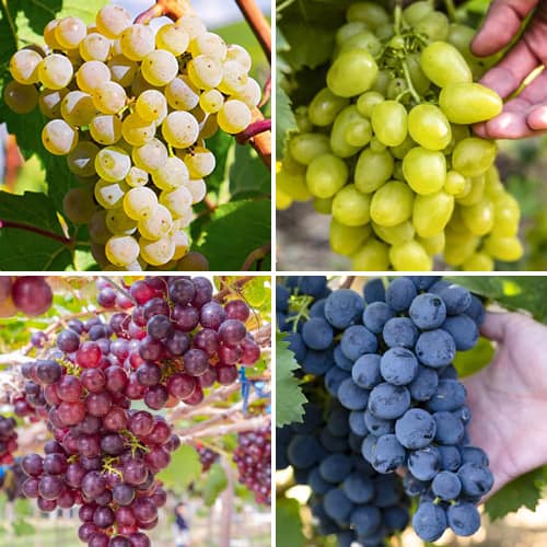 Promo Set! Sorbet od grožđa, 4 sadnice slika 1 interface.art 6166