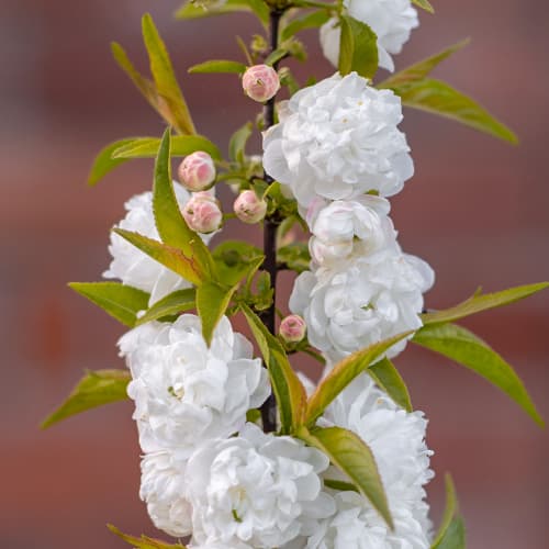 Prunus glandulosa Alba Plena, С2 slika 1 interface.art 7796