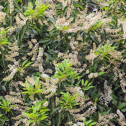 Prunus lusitanica Angustifolia, С2 slika 1 interface.art 7798