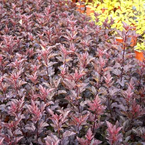 Pucavac Armadillo, С3 slika 1 interface.art 8561