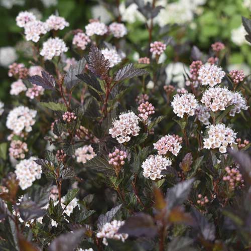 Pucavac Little Devil ® PBR, С3 slika 1 interface.art 8562