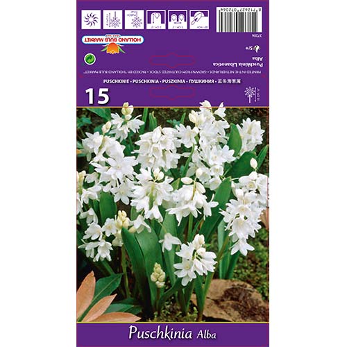 Puschkinia Libanotica Alba slika 1 interface.art 67444