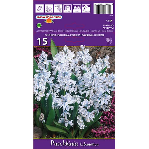 Puschkinia Libanotica slika 1 interface.art 67677