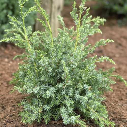 Puzava kleka Blue Alps, C2 slika 1 interface.art 7745