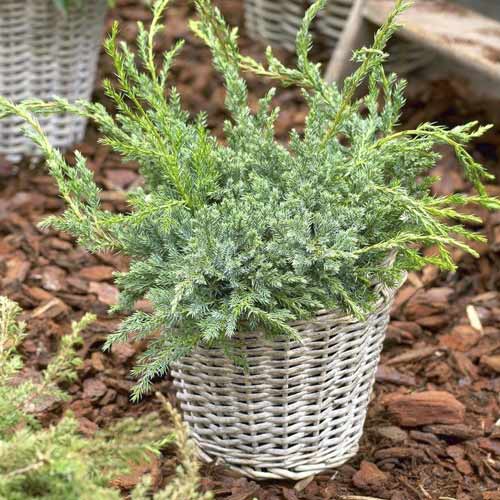 Puzava kleka Blue Carpet, C2 interface.art interface.photo 1 Puzava kleka Blue Carpet, C2 slika 1 interface.art 7743