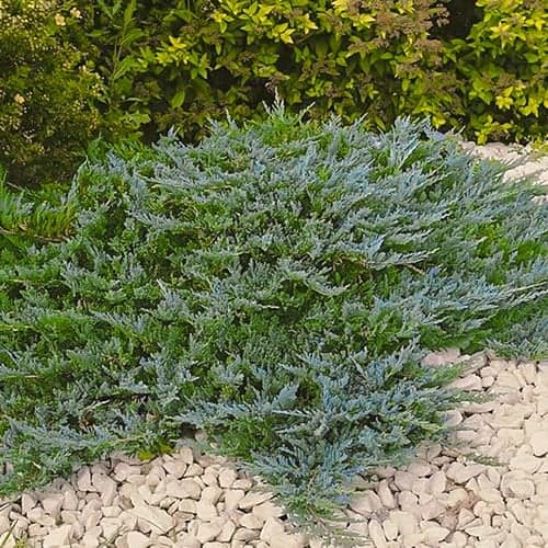 Puzava kleka Blue Chip, Р9 slika 1 interface.art 9434