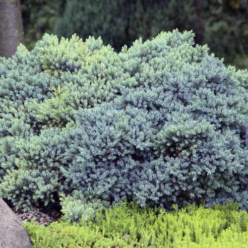 Puzava kleka Blue Star, C2 slika 1 interface.art 7744