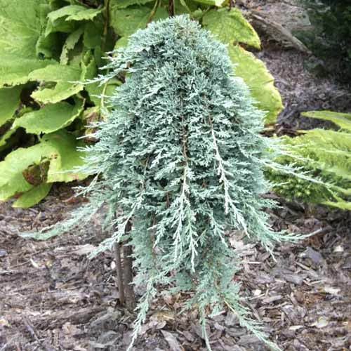 Puzava kleka Icee Blue ®, C5 slika 1 interface.art 8247