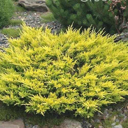 Puzava kleka Limeglow slika 1 interface.art 9458