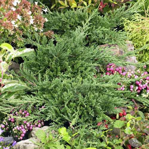 Puzava kleka Prince of Wales, С3 slika 1 interface.art 7738