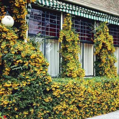 Pyracantha Golden Charmer, C3 slika 1 interface.art 7727