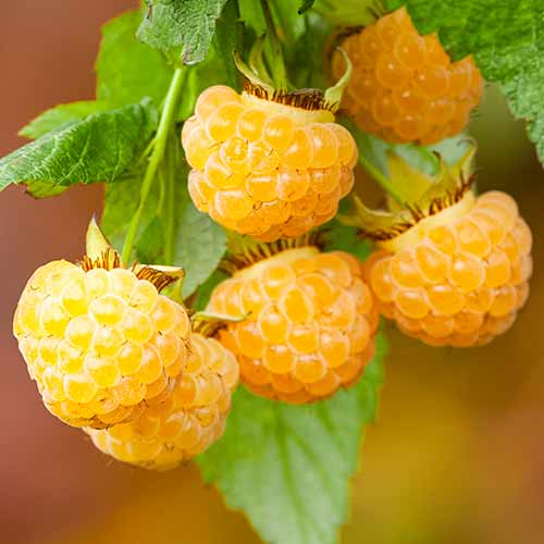 Remontantna malina All Gold slika 1 interface.art 7699