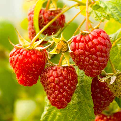 Remontantna malina Gigant Red, Р9 slika 1 interface.art 7536