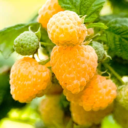 Remontantna malina Gigant Yellow, Р9 slika 1 interface.art 7535