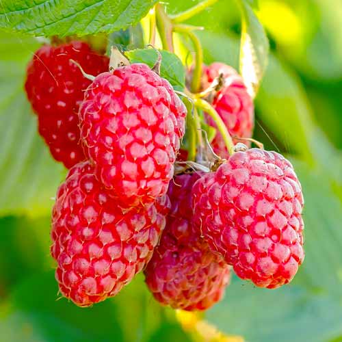 Remontantna malina Polana, Р9 slika 1 interface.art 7544