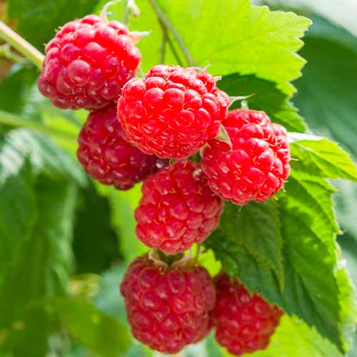 Remontantna malina Sugana, Р9 slika 1 interface.art 8036