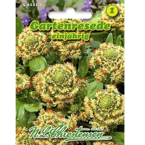 Reseda odorata slika 1 interface.art 96441