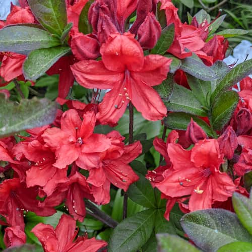 Rhododendron Nabucco, С2 slika 1 interface.art 8264