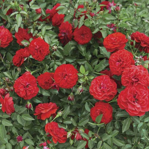 Ruže mini Big Bang®, C5 interface.art interface.photo 1 Ruže mini Big Bang®, C5 slika 1 interface.art 5552