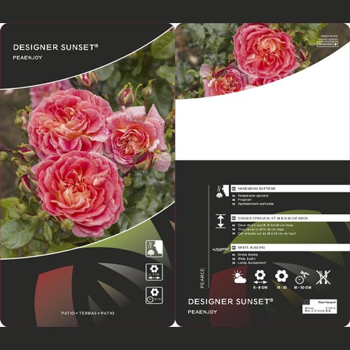 Ruže floribunda Designer Sunset ®, C3 slika 2 interface.art 4984