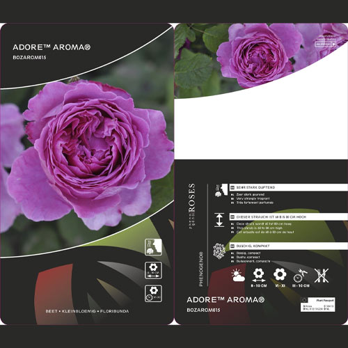 Ruže floribunda Adore Aroma®, С3 slika 3 interface.art 2065
