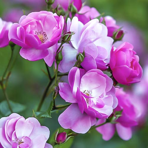 Ruže floribunda Angelica slika 1 interface.art 6203