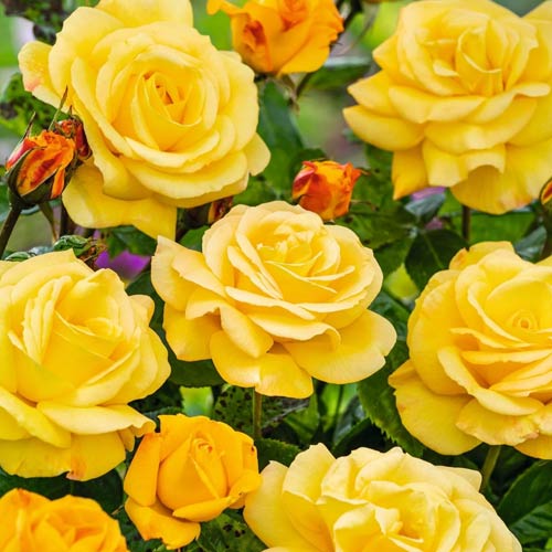 Hibridne čajevke Arthur Bell slika 1 interface.art 2188