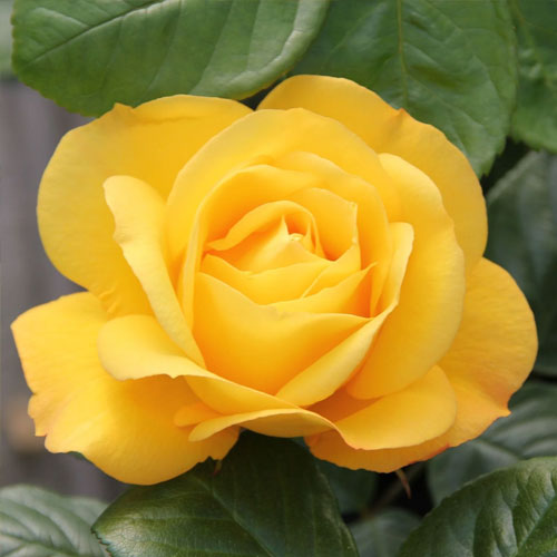 Hibridne čajevke Arthur Bell slika 2 interface.art 2188