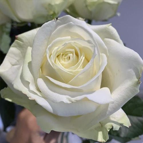 Ruže floribunda Avalanche slika 1 interface.art 6205