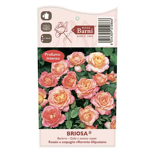 Ruže floribunda Briosa®, C5 slika 4 interface.art 6149