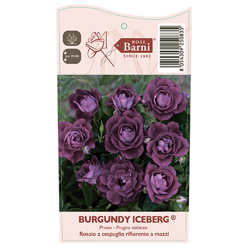 Ruže floribunda Burgundy Iceberg®, C5 slika 5 interface.art 6146