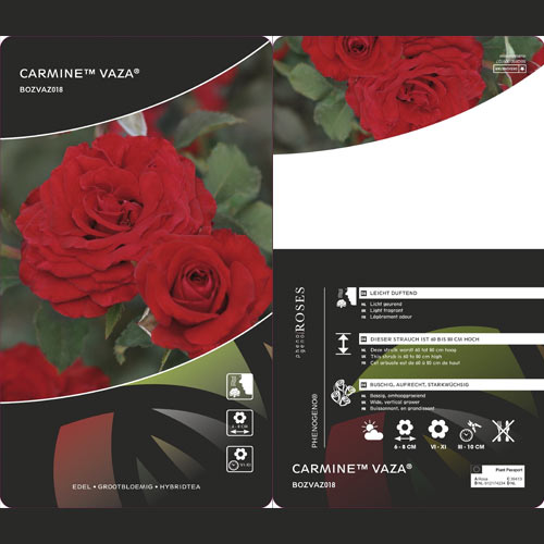 Ruže floribunda Carmine™ Vaza ®, С3 slika 2 interface.art 6171