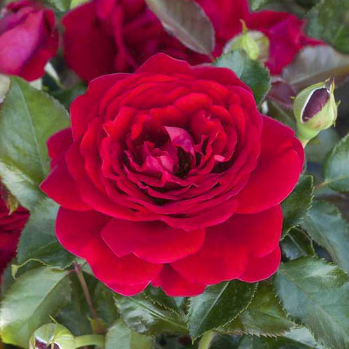 Ruže floribunda Chic™ Fashion ®, С3 slika 1 interface.art 6172