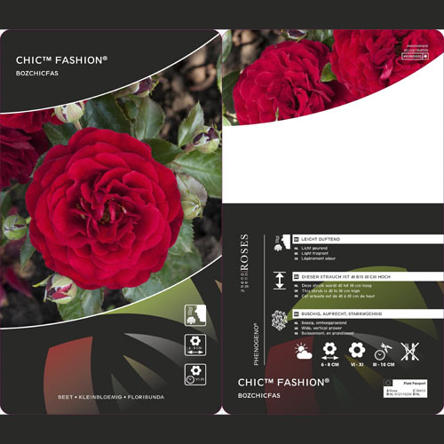 Ruže floribunda Chic™ Fashion ®, С3 slika 3 interface.art 6172