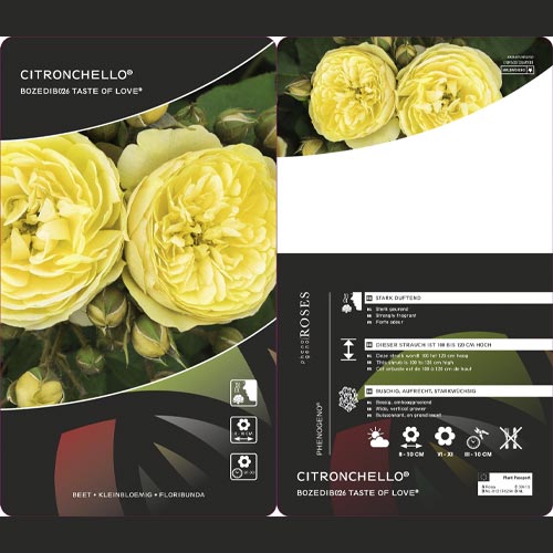 Ruže floribunda Citronchello™, С3 slika 2 interface.art 5821