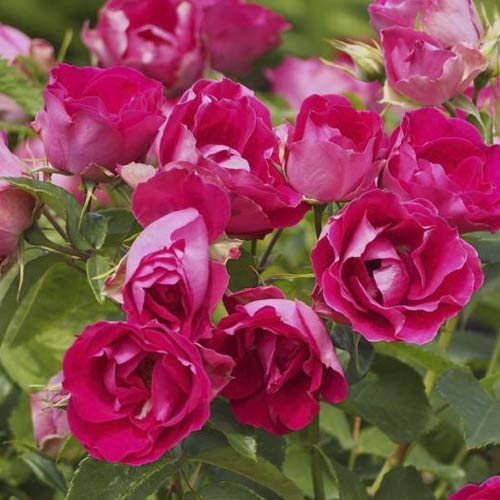 Ruže floribunda Czeslaw Milosz® slika 3 interface.art 6192