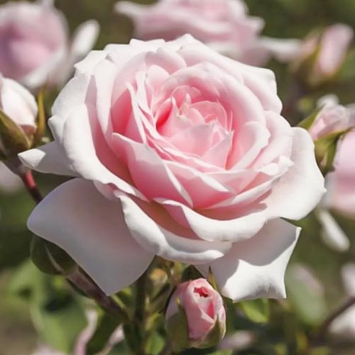 Ruže floribunda Diadem slika 1 interface.art 6207