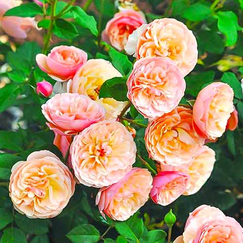 Ruže floribunda Eveline Wild slika 1 interface.art 4995