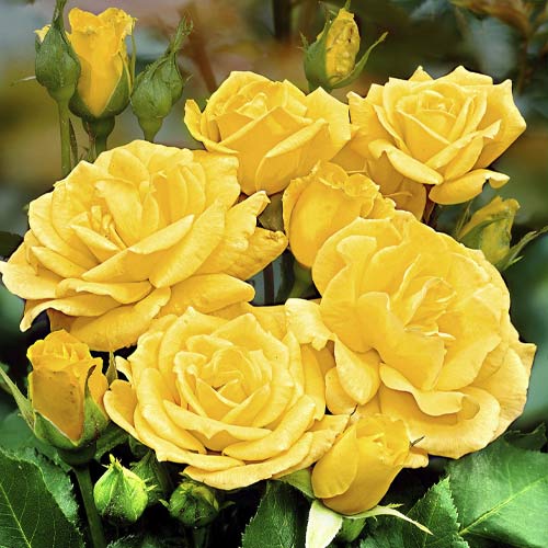 Ruže floribunda Friesia slika 1 interface.art 6209