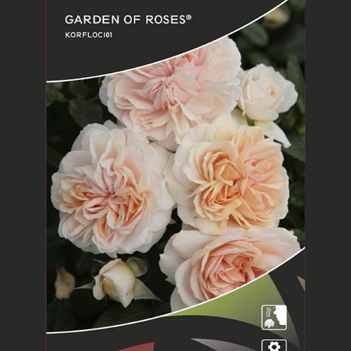 Ruže floribunda Garden of Roses ®, C5 slika 2 interface.art 5822