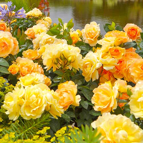 Ruže floribunda Hansestadt Rostock slika 1 interface.art 5508