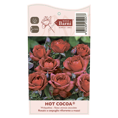 Ruže floribunda Hot Cocoa®, C5 slika 5 interface.art 5509