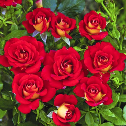 Ruže floribunda Ketchup & Mustard®, C5 interface.art interface.photo 1 Ruže floribunda Ketchup & Mustard®, C5 slika 1 interface.art 5512