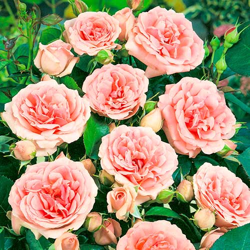 Ruže floribunda Kimono, root ball slika 1 interface.art 2253