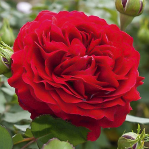 Ruže floribunda Kronborg slika 1 interface.art 6213