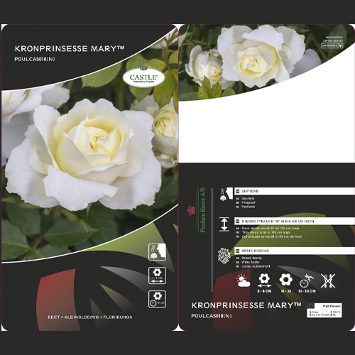 Ruže floribunda Kronprinsesse Mary ®, С5 slika 2 interface.art 4970