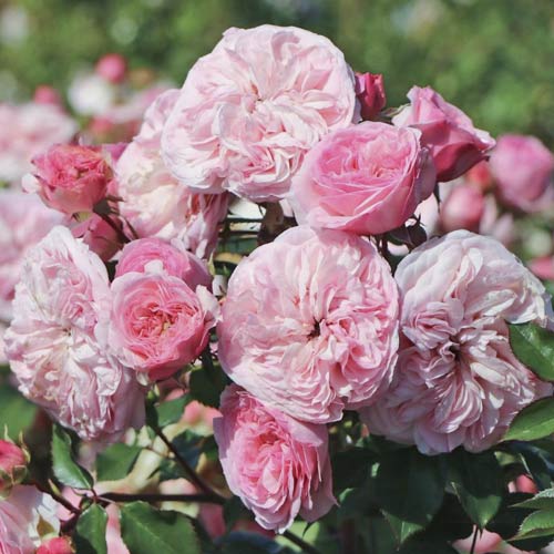 Ruže floribunda Maria Theresia slika 1 interface.art 6215